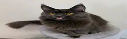 Maine Coon cats for sale: Pedigree GCCF Russian Kazakhstan import line - Advert 26