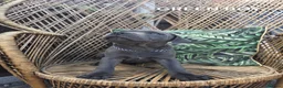 Staffordshire Bull Terrier dogs for sale: 3 HANDSOME BOYS - Advert 5