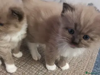 Ragdoll cats Stunning TICA Ragdoll Kittens Mink Sepia Cherubim - Advert 5