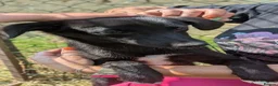 Mixed Breed dogs for adoption: Purple for adoption - Advert 5
