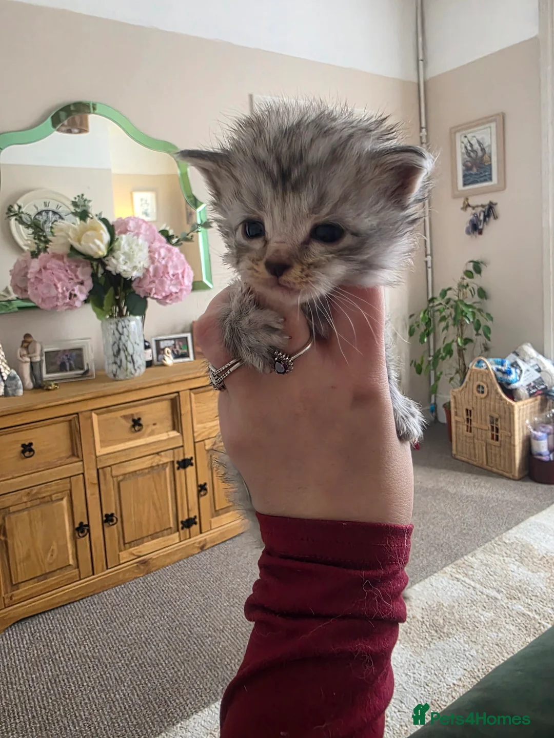 Maine Coon cats for sale: Maine Coon Kittens - Advert 10