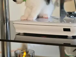 Mixed Breed cats Fifi's CUTEST CALICO GIRLS - Advert 1
