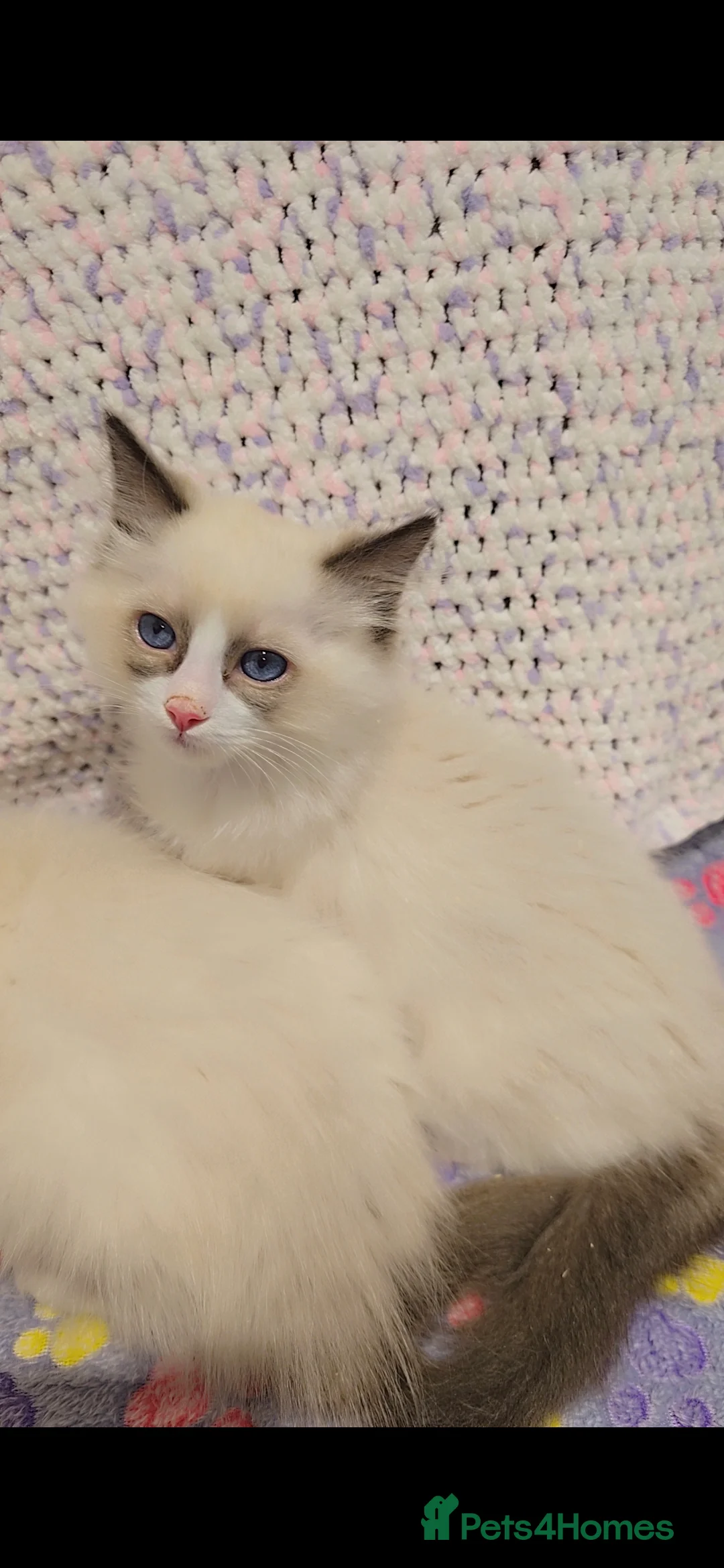 Ragdoll cats for sale: TICA REGISTERED KITTENS/Active - Advert 24