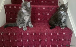 Maine Coon cats for sale: Maine coon kittens - Image 2