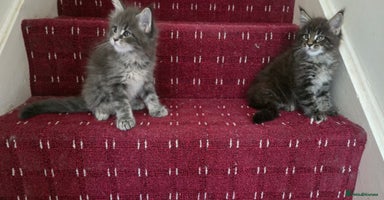 Maine Coon cats - Advert 13