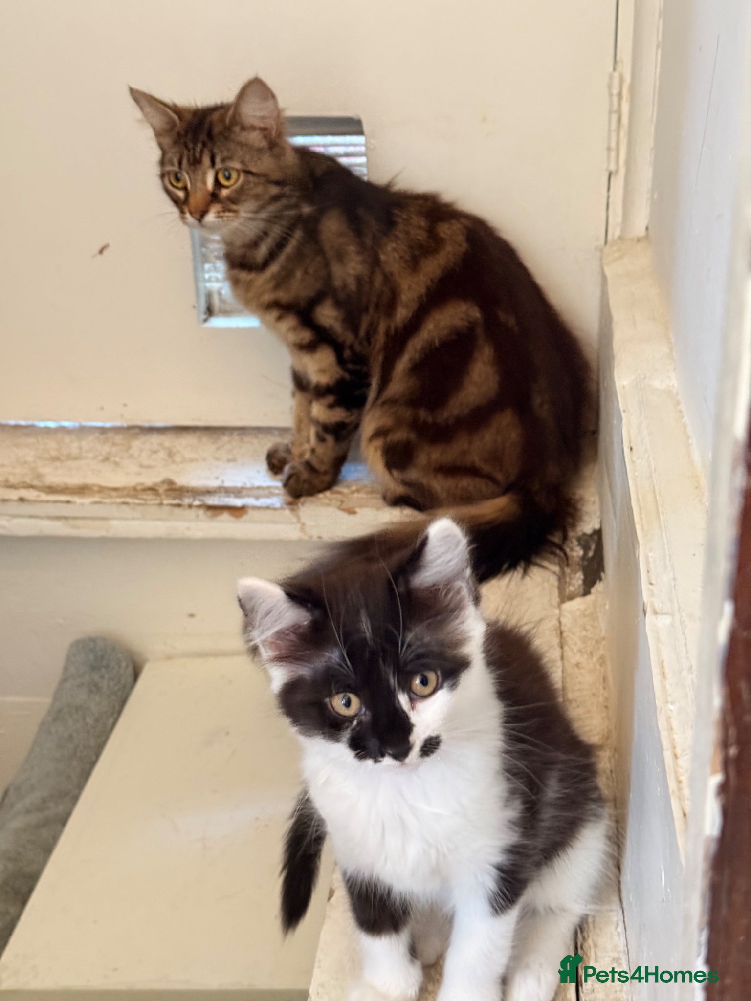 British Longhair cats 2 adorable mix coloured fluffy kittens  - Advert 2