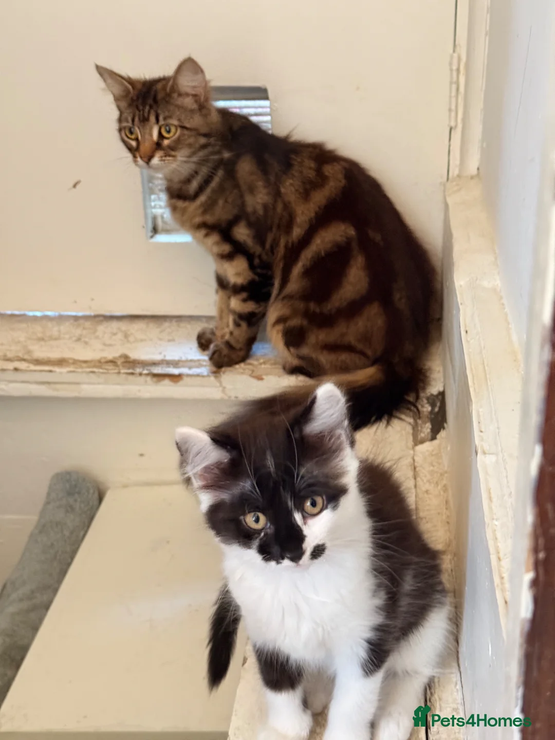 British Longhair cats for sale: 2 adorable mix coloured fluffy kittens  - Advert 1