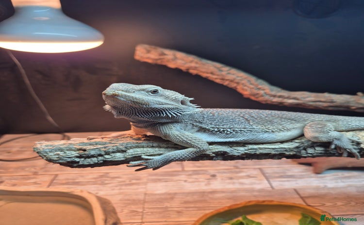 Bearded Dragon reptiles - Advert 3
