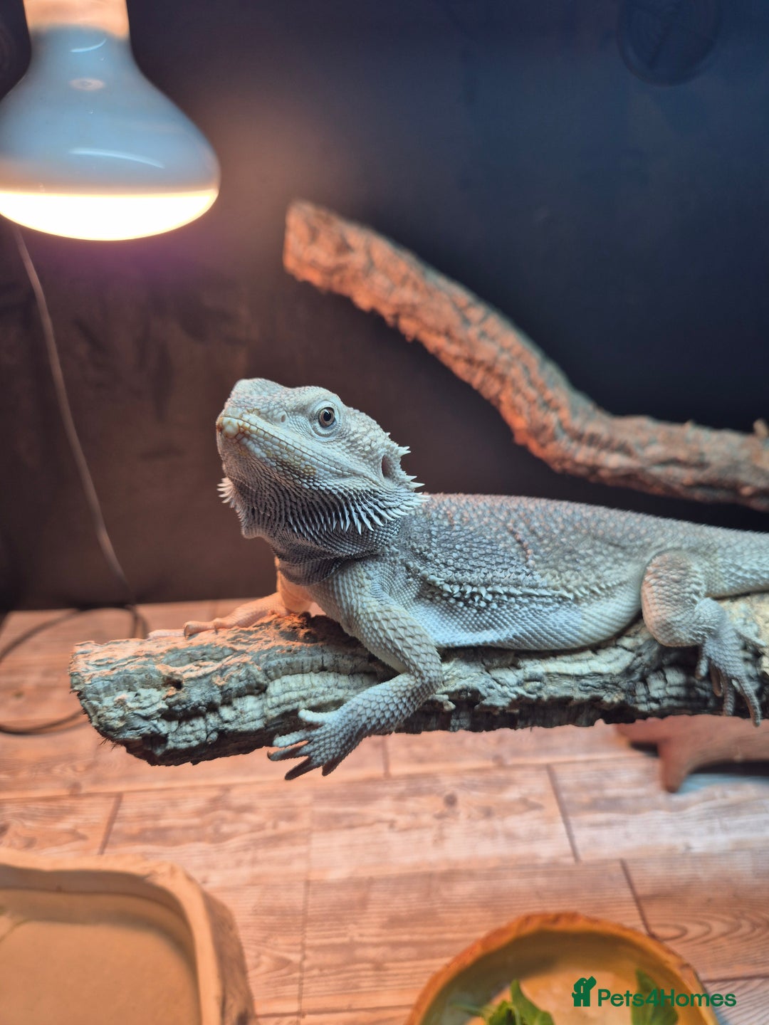 Bearded Dragon reptiles for sale: Male zero with full set up  - Image 1