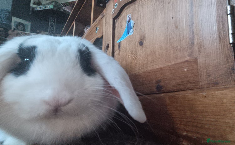 Mixed Breed rabbits - Advert 1