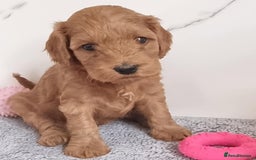 Cockapoo dogs for sale: Cockapoo's - Image 6