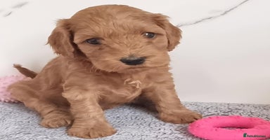 Cockapoo dogs - Advert 11