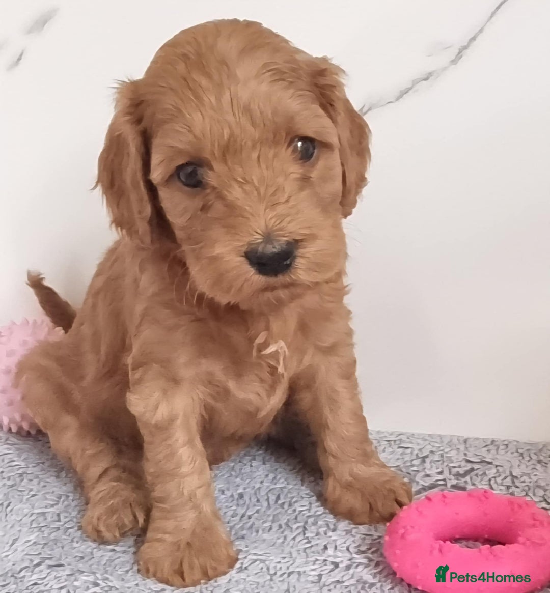 Cockapoo dogs for sale: Cockapoo's - Image 6