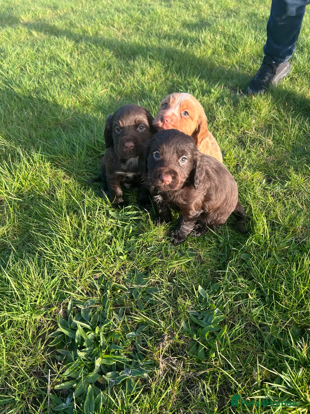 Cocker Spaniel dogs for sale: Cocker spaniel puppy’s  in Stoke-on-Trent - Advert 6