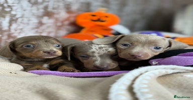 Miniature Dachshund dogs - Advert 7