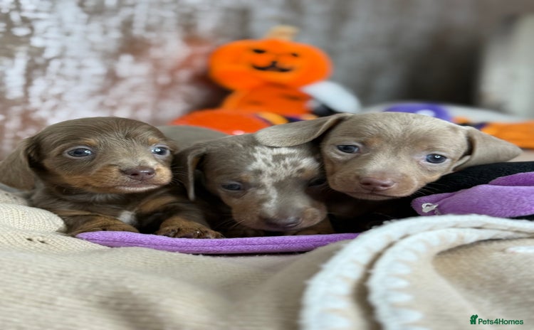 Miniature Dachshund dogs - Advert 4