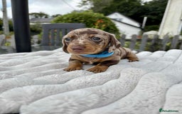 Miniature Dachshund dogs for sale: *READY NOW! 2 STUNNING KC REG MINI DACHSHUND BOYS* - Image 14