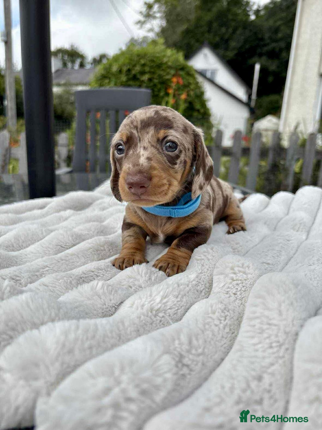 Miniature Dachshund dogs for sale: *READY NOW! 2 STUNNING KC REG MINI DACHSHUND BOYS* - Image 14
