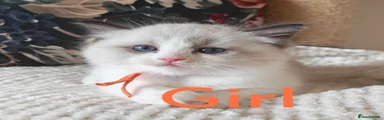 Ragdoll 1
