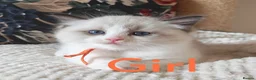 Ragdoll cats for sale: GCCF REGISTERED BEAUTIFUL RAGDOLLS KITTENS  - Advert 29
