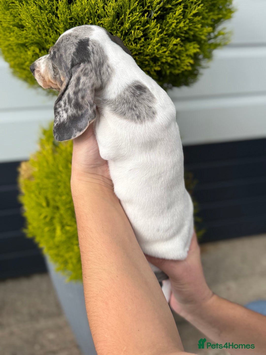 Miniature Dachshund dogs for sale: Miniature Dachshund Puppies (Licensed Breeder) - Image 14