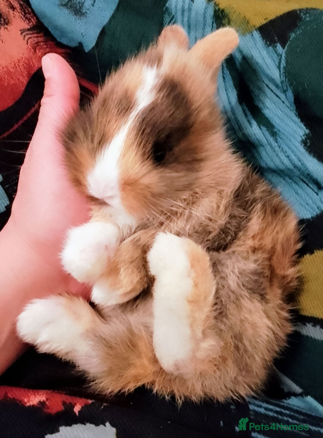 Mixed Breed rabbits for sale: Two Utterly Gorgeous Baby Bunnies - Advert 2