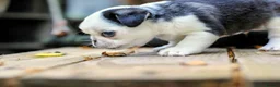 Pug dogs for sale: Panda pugs in Bishop Auckland - Advert 23