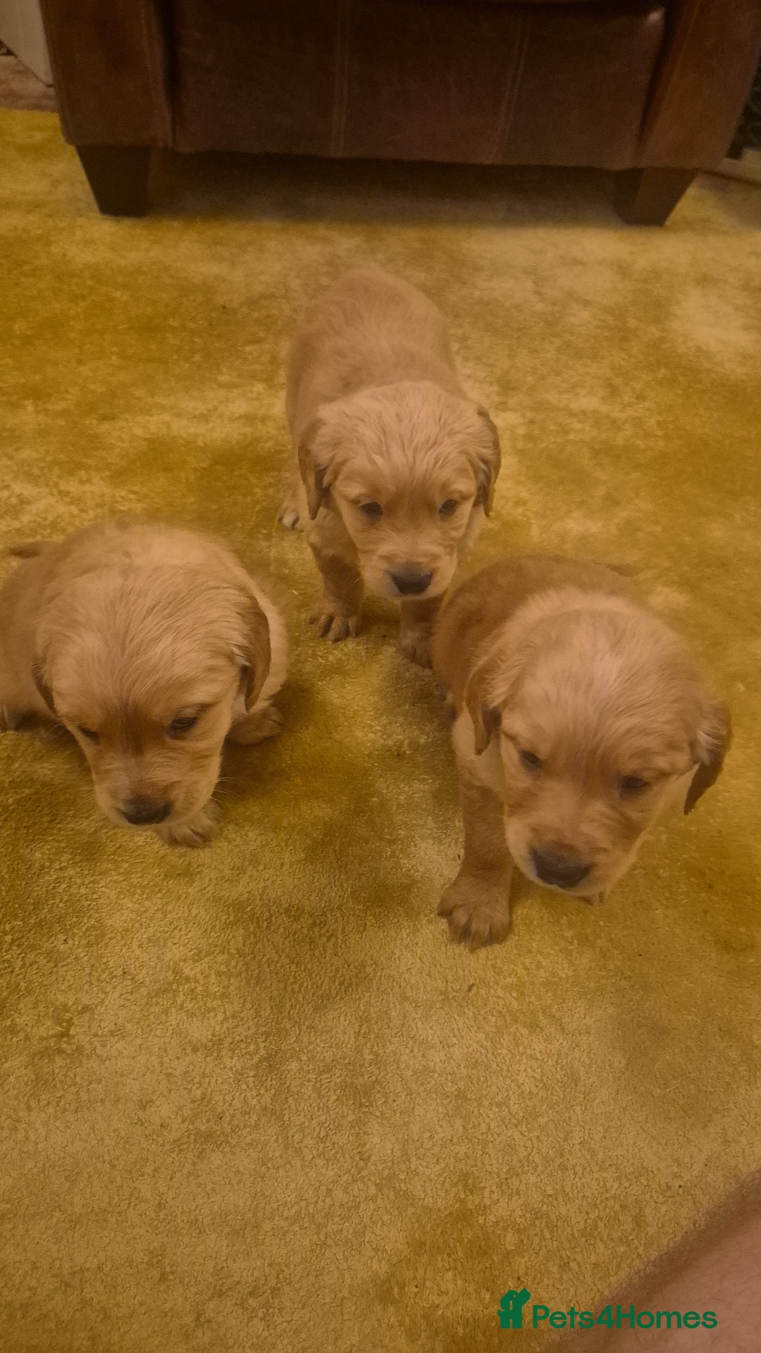 Golden Retriever dogs for sale: KC registered dark red golden retrievers - Advert 13