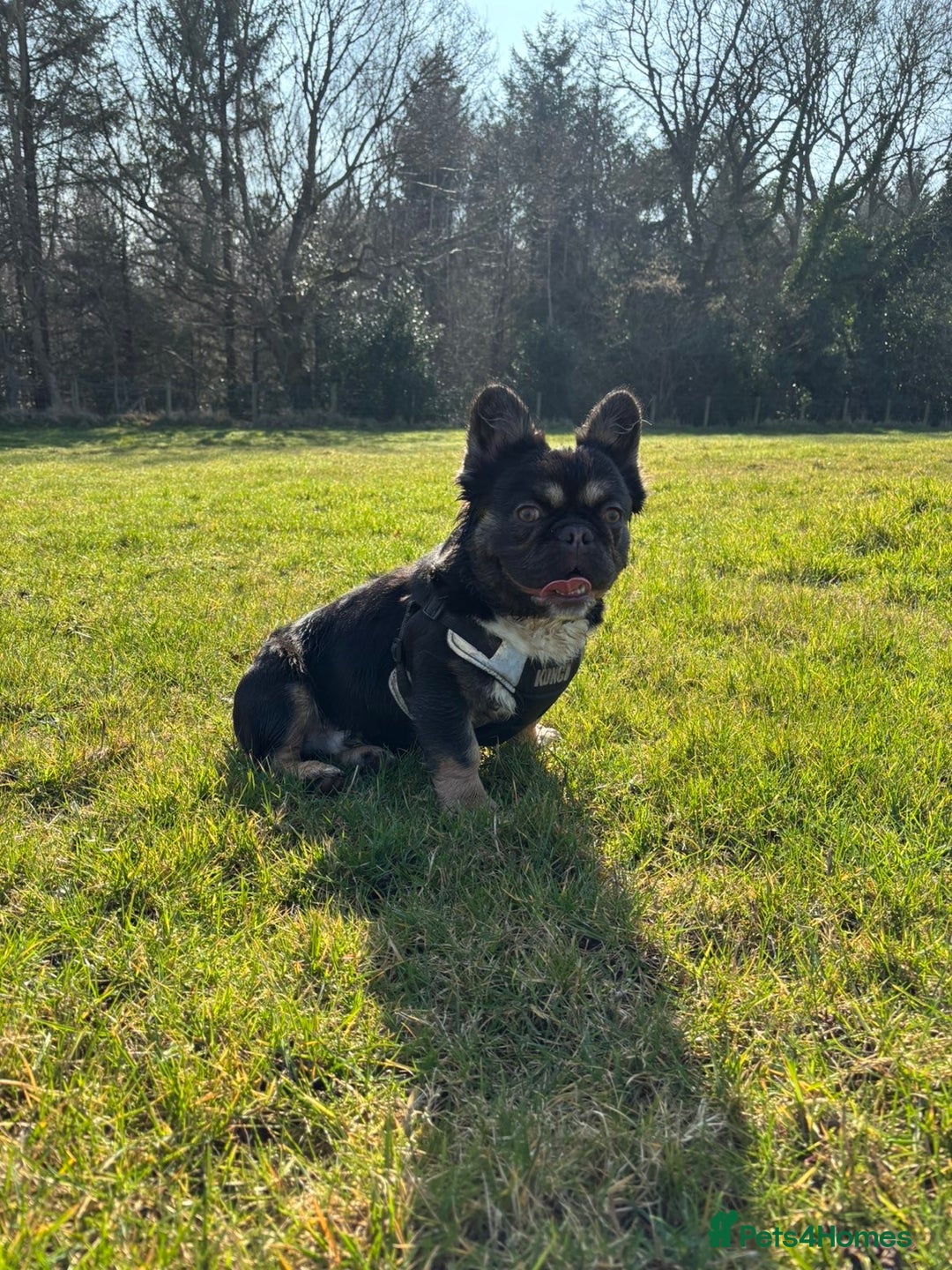 French Bulldog dogs for sale: Fluffy frenchi  - Advert 9