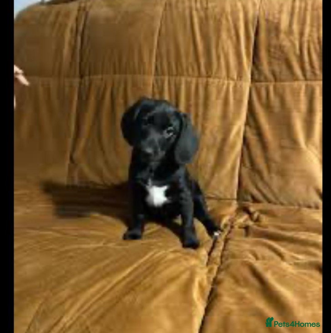 Mixed Breed dogs for sale: Emotional support cockapoo/Labrador puppies - Image 1