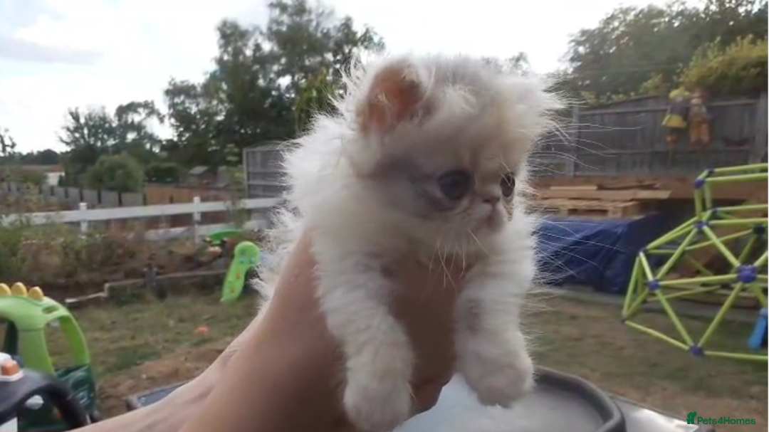 Persian cats for sale: Persian kittens KC Registered with pedigree - Image 23