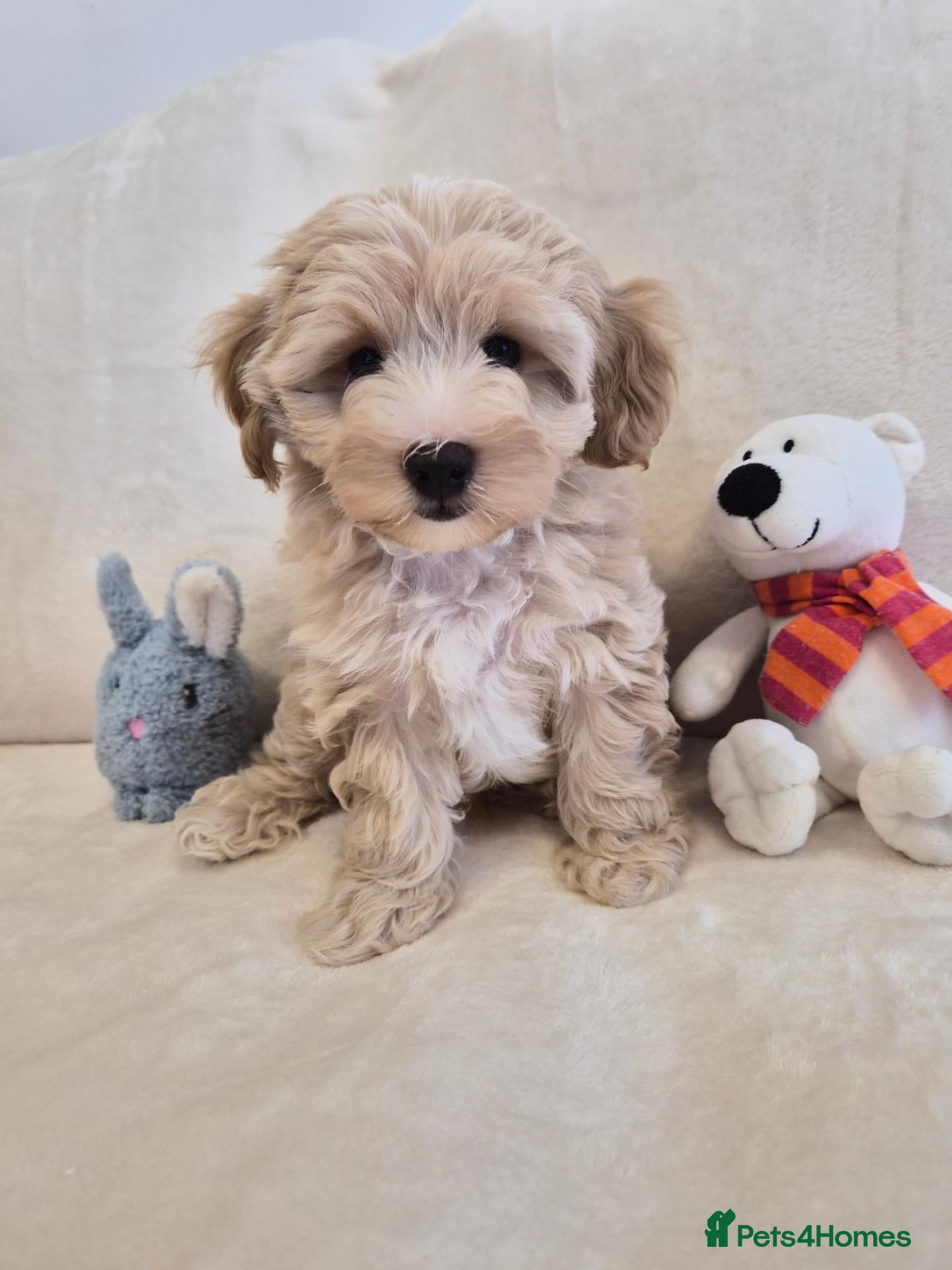 Maltipoo dogs for sale: Gorgeous tiny MALTIPOO 10 weeks just 2 boys left! - Advert 15