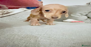Miniature Dachshund dogs - Advert 2
