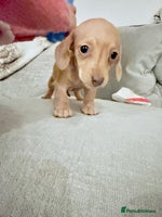 Miniature Dachshund dogs - Advert 14