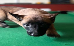 Belgian Shepherd Dog dogs for sale: Belgian Malinois puppy LILO - Image 13