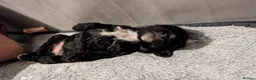 Sheepadoodle dogs for sale: 5 Adorable sheepadoodles  - Advert 8