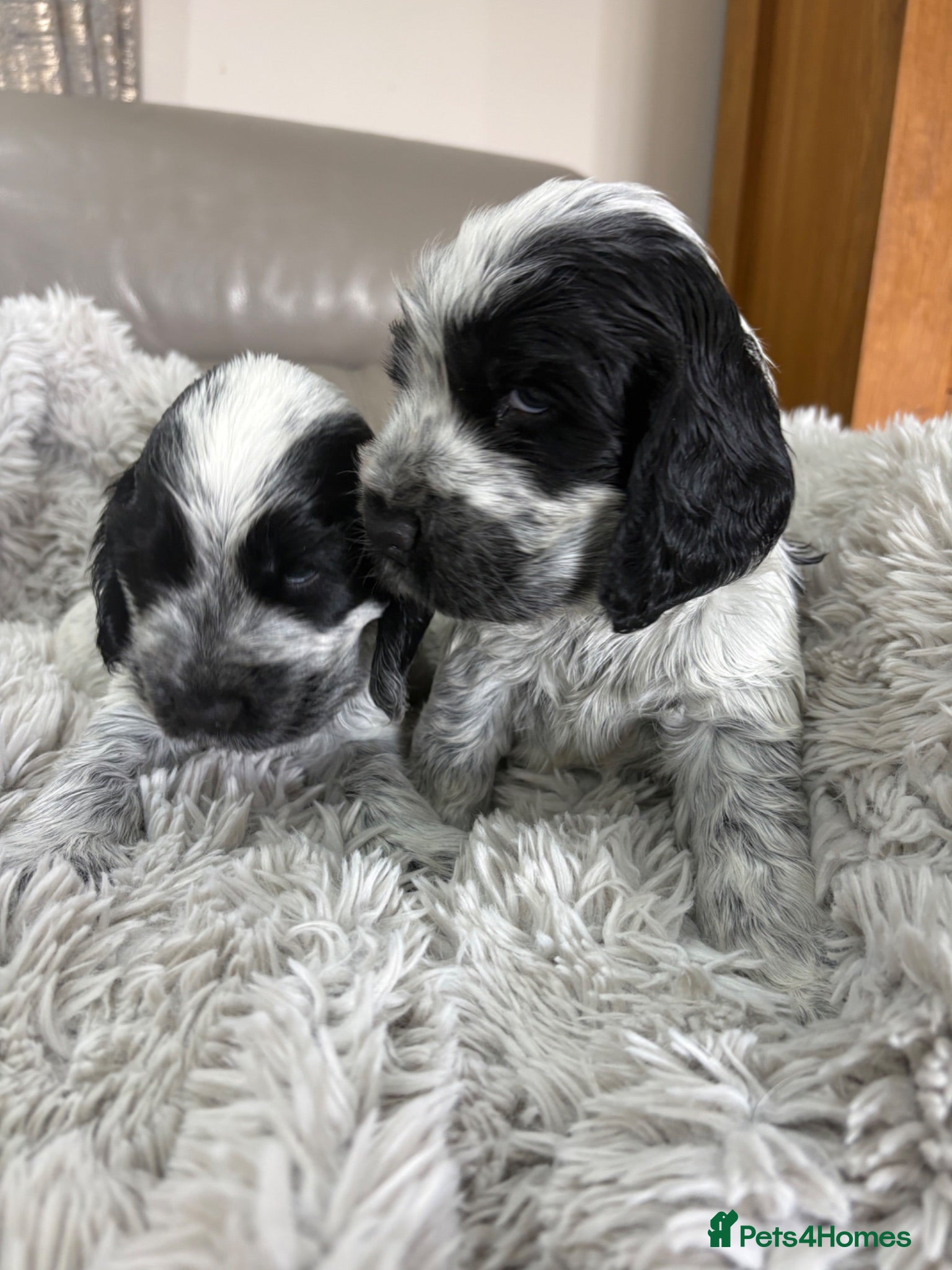 Cocker Spaniel dogs Show Type- from Proven Lines  - Advert 16