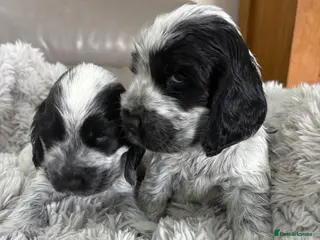 Cocker Spaniel dogs Show Type- from Proven Lines - Advert 14