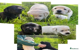 Labrador Retriever dogs for sale: KC health tested Labrador Pups  - Image 1