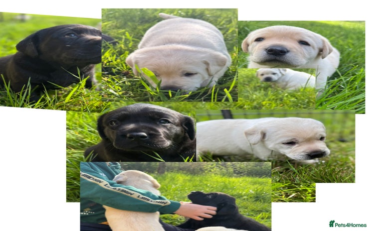 Labrador Retriever dogs - Advert 1
