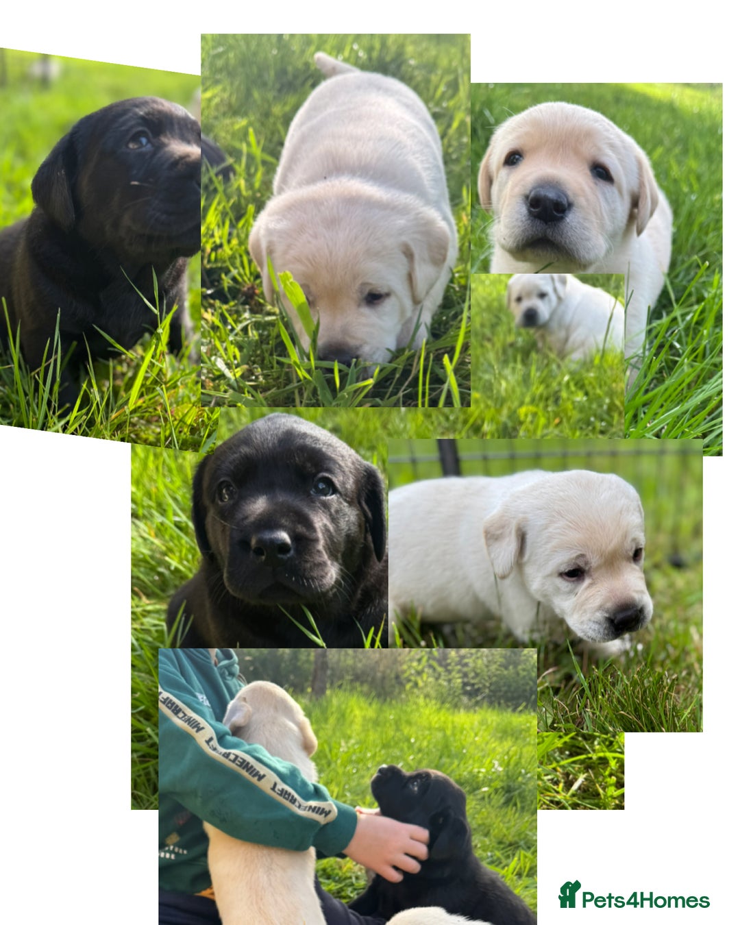 Labrador Retriever dogs for sale: KC health tested Labrador Pups  - Image 1