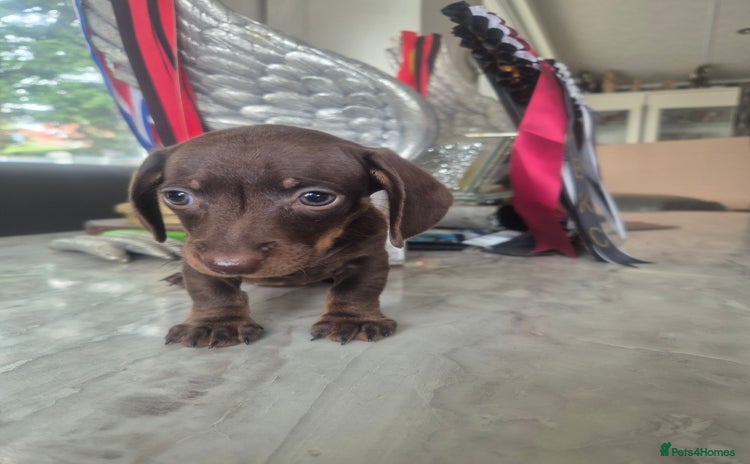 Miniature Dachshund dogs - Advert 4