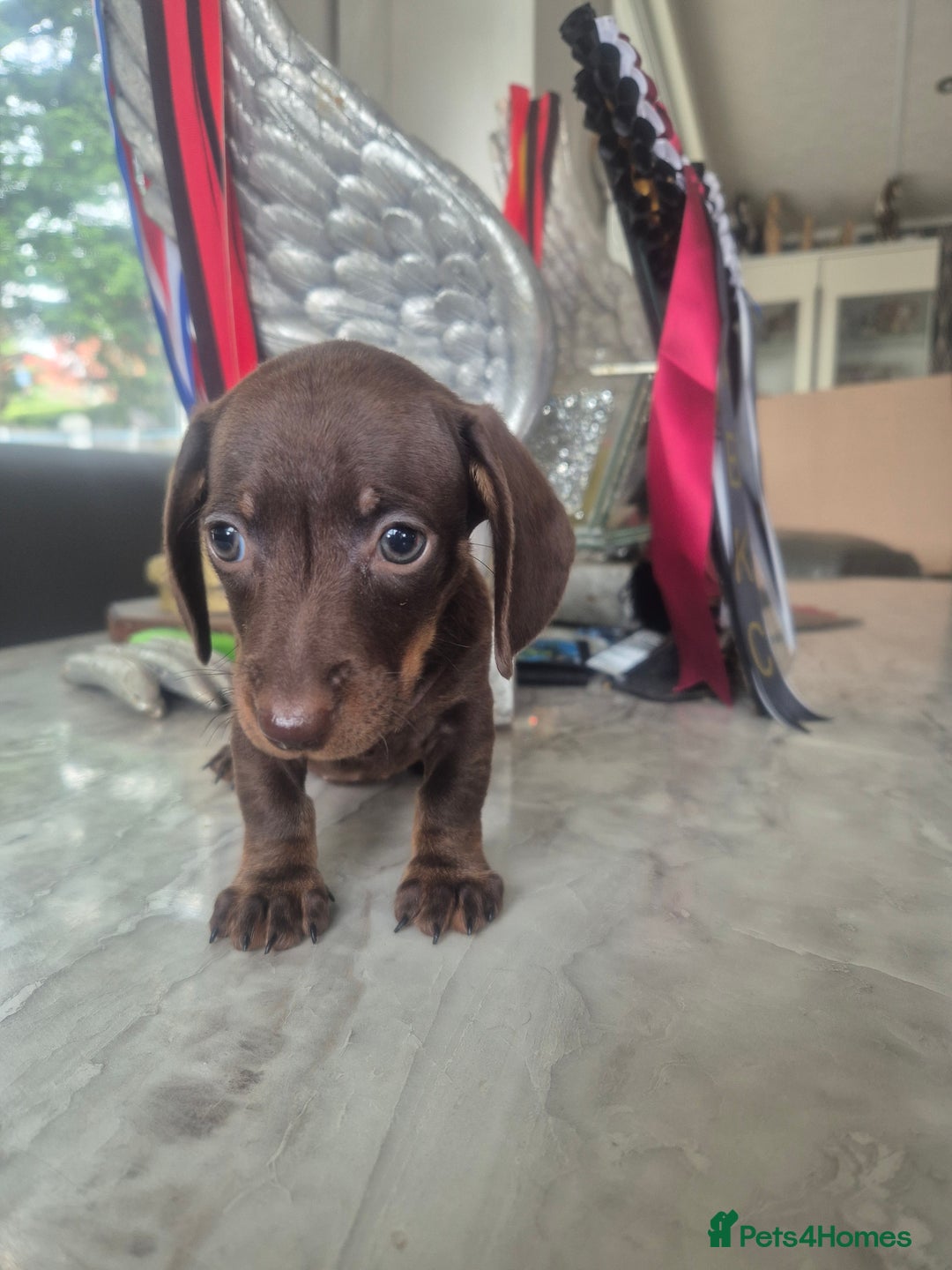 Miniature Dachshund dogs for sale: last dachshund girl - Image 1