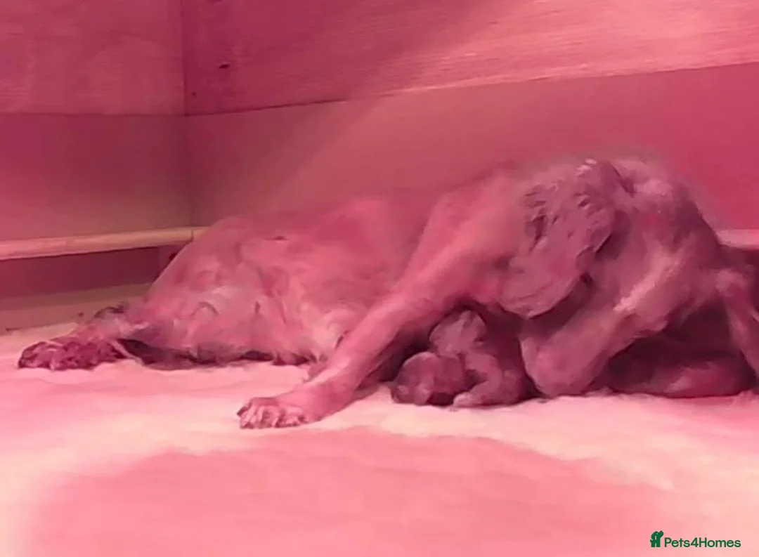 Cockapoo dogs for sale: Beautiful f1 red cockerpoos - Advert 10