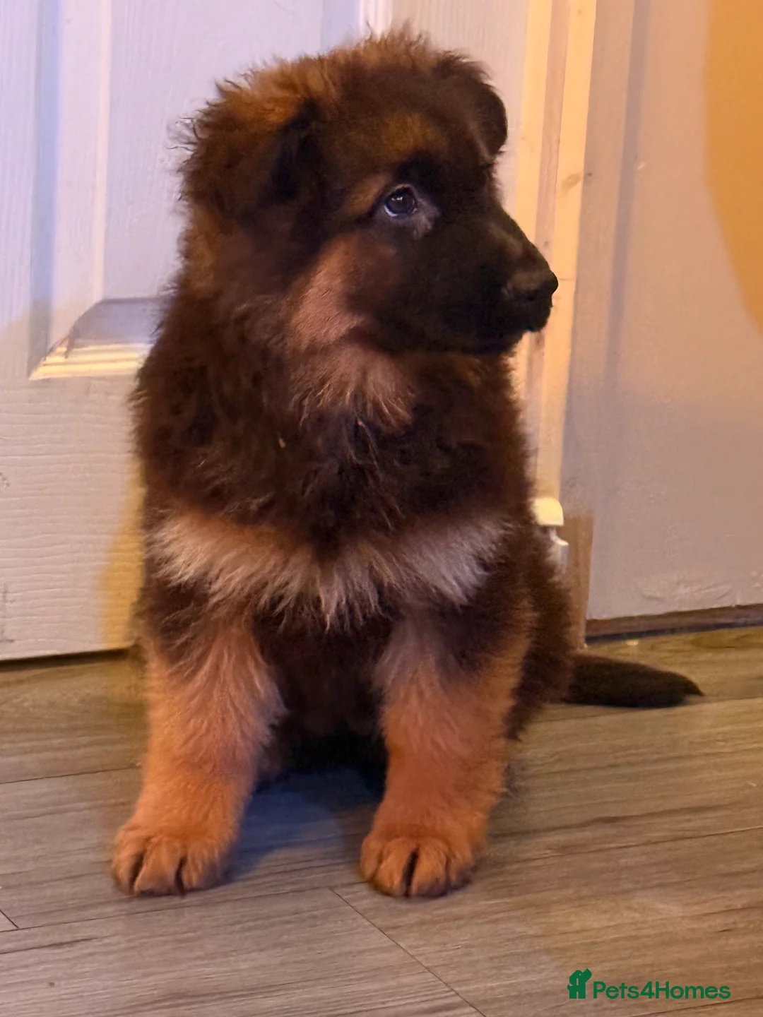 German Shepherd dogs for sale: Kc Registered Long Haired German Shepherd Puppies - Advert 10
