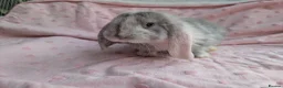 French Lop rabbits for sale: French Lop Rabbits – Ready from 4th September - Advert 10