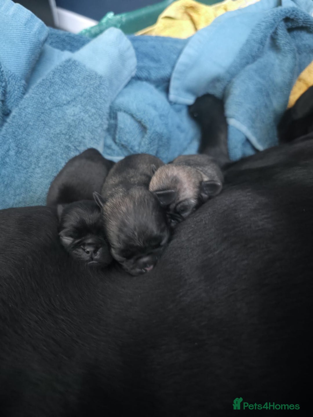 Pug dogs for sale: KC Pug puppies 4 girls 3 boys - Image 16