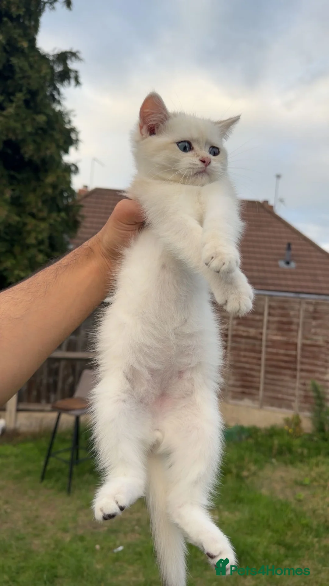 British Shorthair cats for sale: British cats - Advert 2