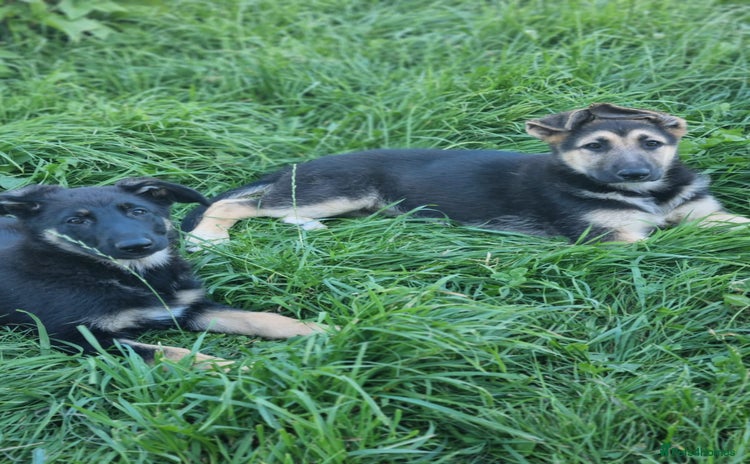 German Shepherd dogs - Advert 7