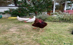 Hens poultry for sale: cheeky chicken looking for a new home  - Image 1